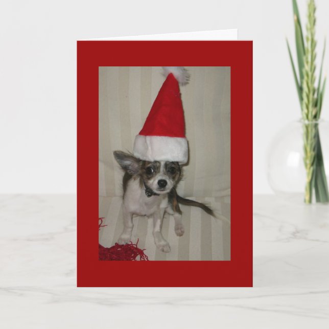 Carte Xmas Chihuahua (Devant)