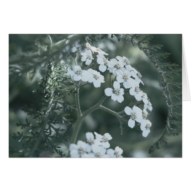 Carte Yarrow Wild (Devant horizontal)