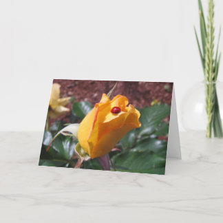 Carte Yellow rosebud with ladybug