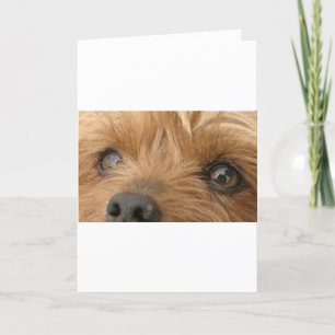 Carte yeux de yorkie