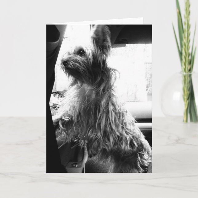 Carte Yorkie (Devant)