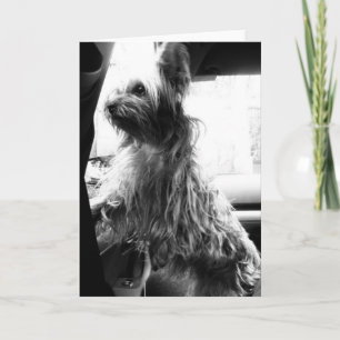 Carte Yorkie