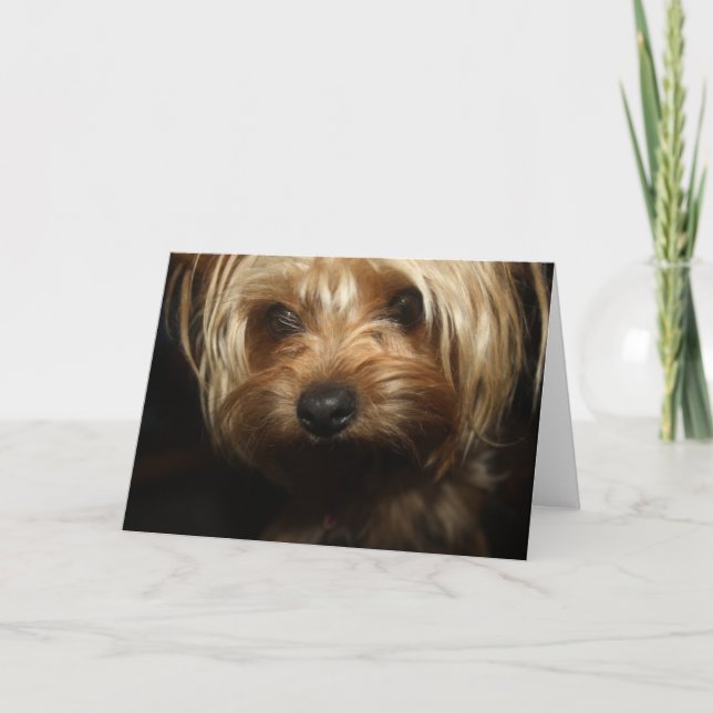 Carte Yorkie (Devant)