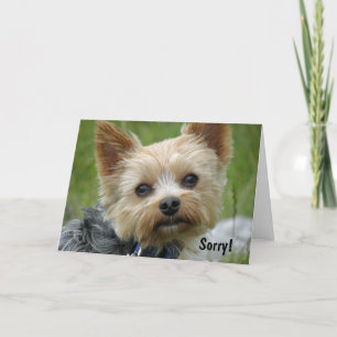Carte Yorkie