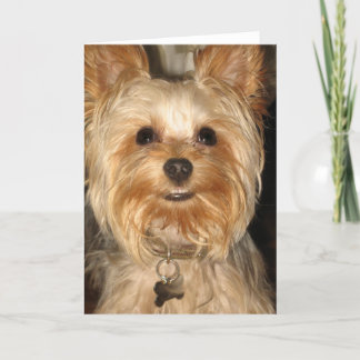Carte yorkie