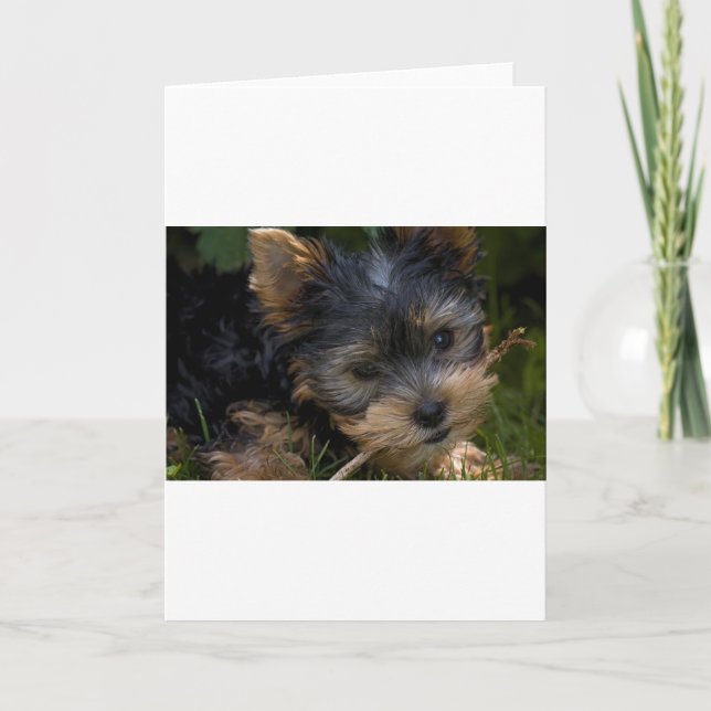 Carte yorkie avec bâton (Devant)