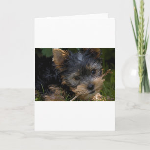Carte yorkie avec bâton