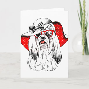 Carte Yorkie Fashion Shoot