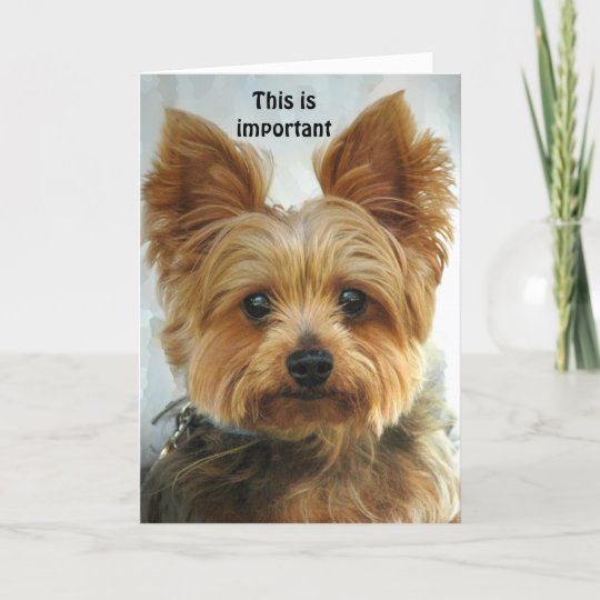 Carte Yorkie Joyeux Anniversaire Zazzle Fr