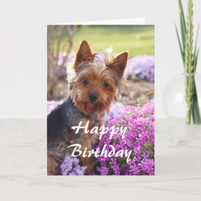 Carte Yorkie Joyeux anniversaire (Devant)