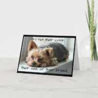 Yorkie sur la sympathie d'animal familier de
