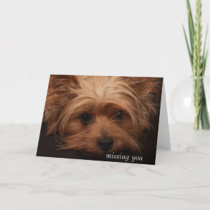 Carte Yorkie vous manquant