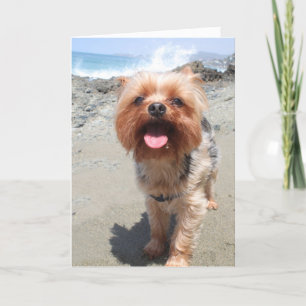 Carte yorkie vous manque