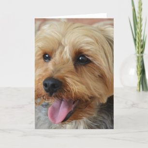 Carte Yorkie Zac