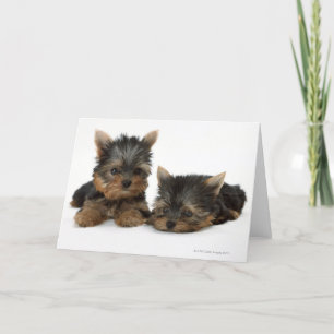 Carte Yorkshire Terrier