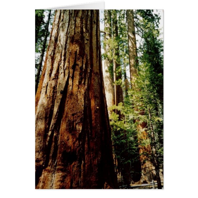 Carte Yosemite Redwoods (Devant)