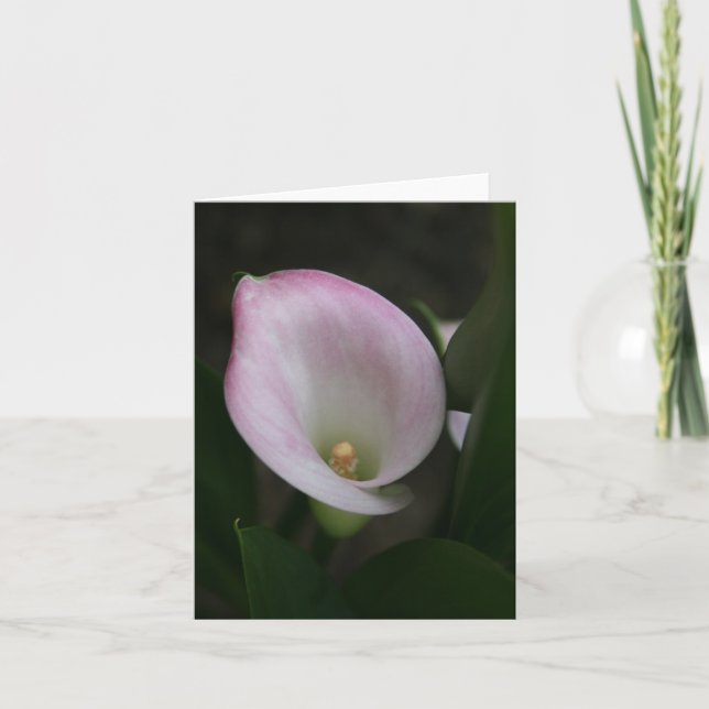 Carte Zantedeschia (Devant)