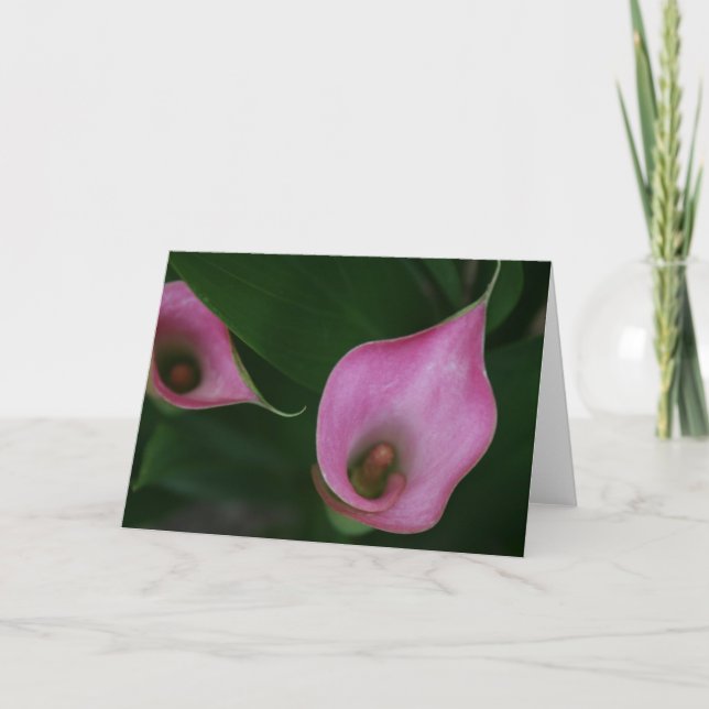 Carte Zantedeschia rose (Devant)