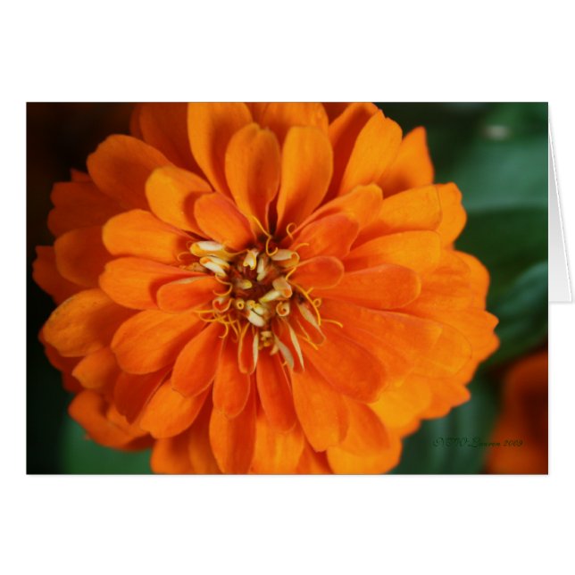 Carte Zinnia (Devant horizontal)