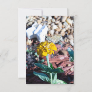 Carte Zinnia jaune floral avec photographie de papillon