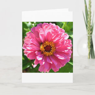 Carte Zinnia rose