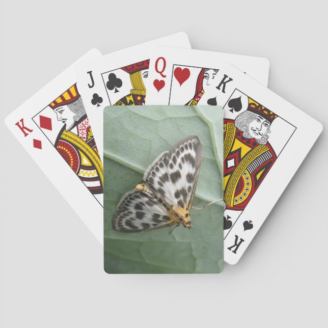 Cartes à jouer avec le petit papillon de nuit (dos)