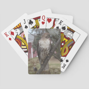 Cartes à jouer Buse à queue rousse