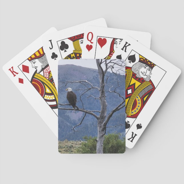 Cartes à jouer surveillées (dos)