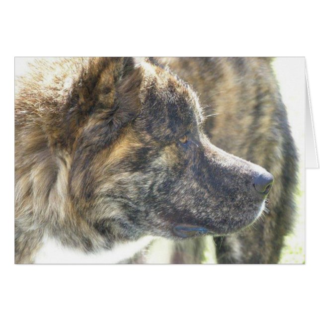 Cartes Akita (Devant horizontal)