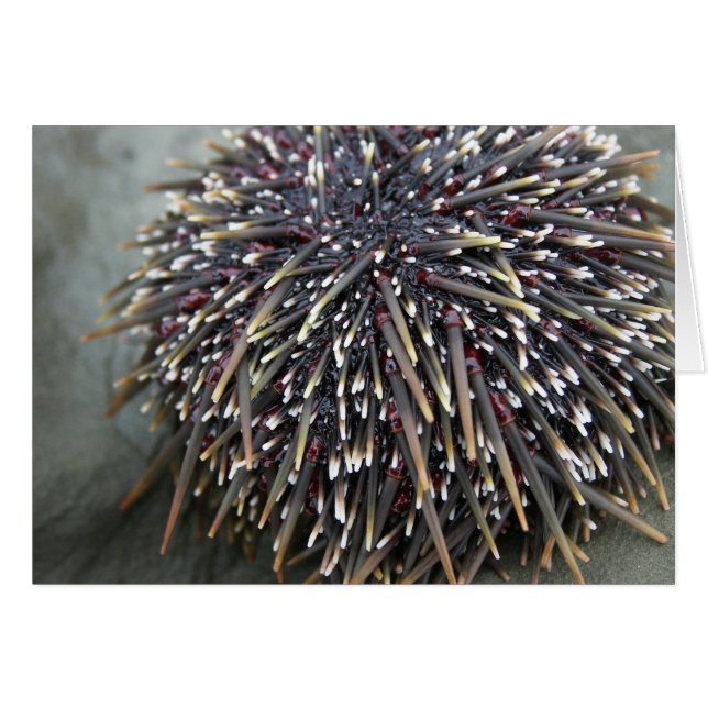 Cartes animales, oursin (Devant horizontal)