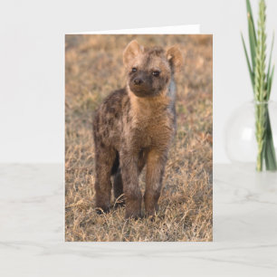 Cartes bébé Hyena