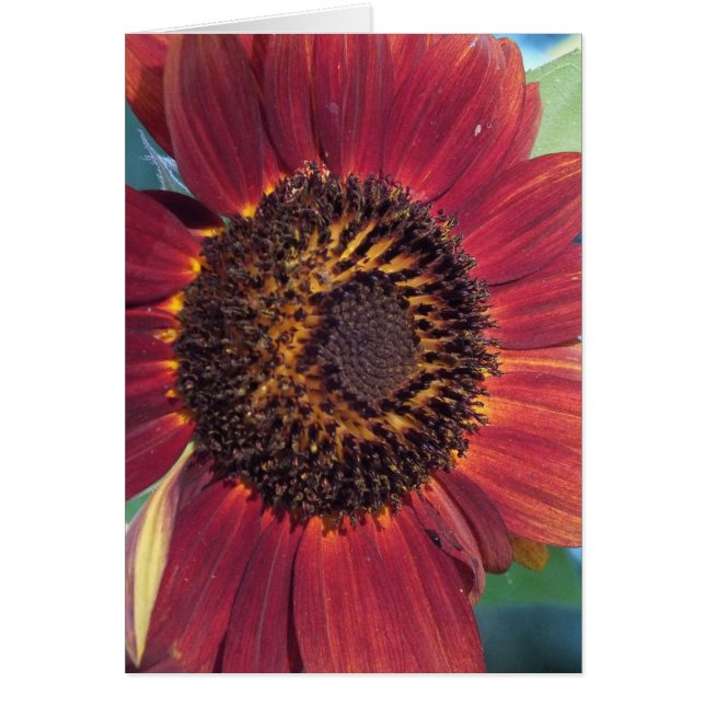 Cartes blanches de tournesol rouge (Devant)