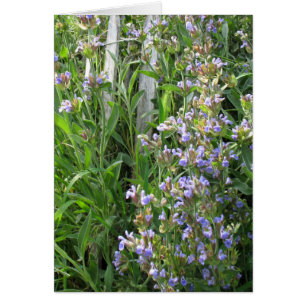 Cartes bleues à fleurs