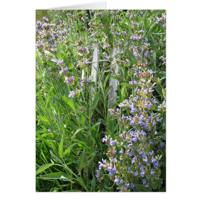 Cartes bleues à fleurs (Devant)