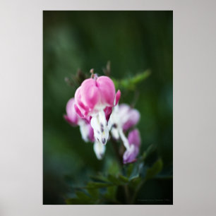 Cartes brisées - Ligne vers le haut Impression