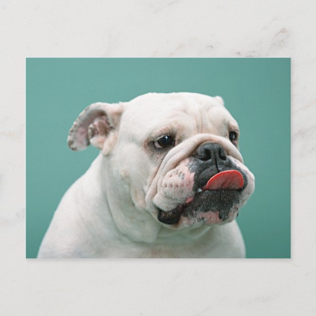 Cartes Bulldog, Cadeaux, Postage (Devant)