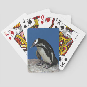 Cartes Carte de jeu de pingouins africains