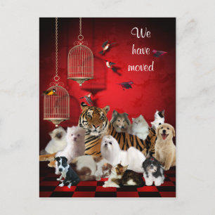 Cartes & Chats et Cages Rouge, Nous avons déménagé