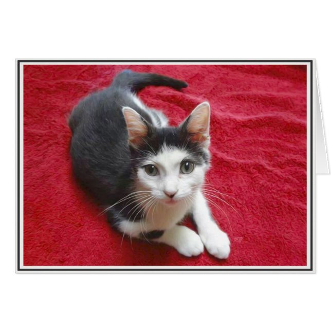 Cartes Chats PUPs 13 (Devant horizontal)