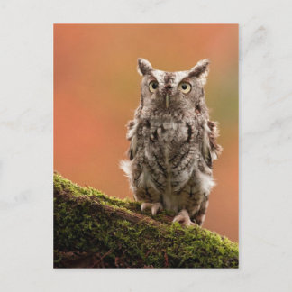 Cartes Chouette, Cartes Postales, Stickers