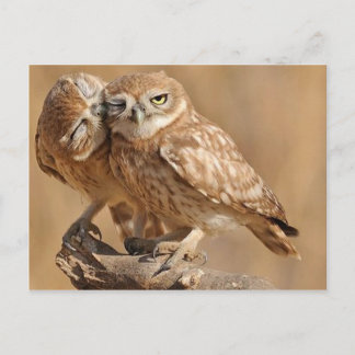 Cartes Chouette, Cartes Postales, Stickers