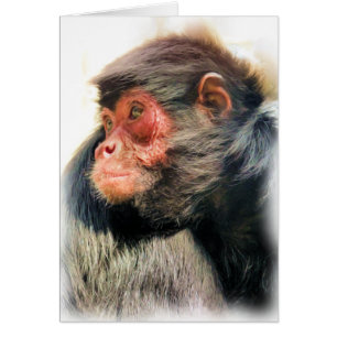 CARTES D'ACCUEIL SPIDER MONKEY