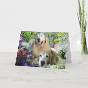 Cartes d'amis Golden Retriever