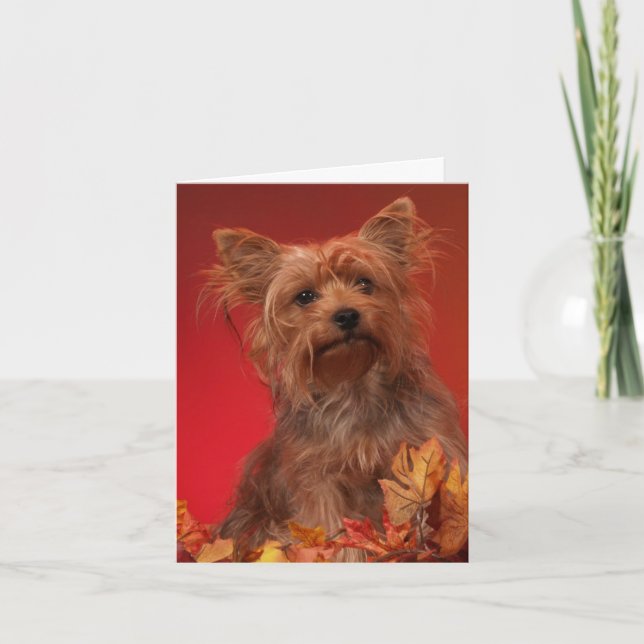 Cartes de Bon thanksgiving Yorkie (Devant)