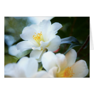 Cartes de Camellias Blanches