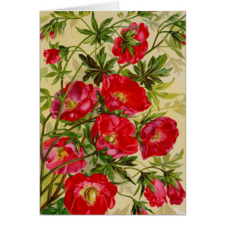 Cartes de catalogue de paquets de semences vintage