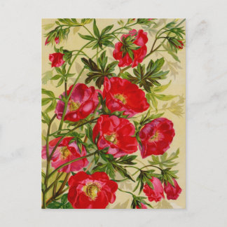 Cartes de catalogue de paquets de semences vintage