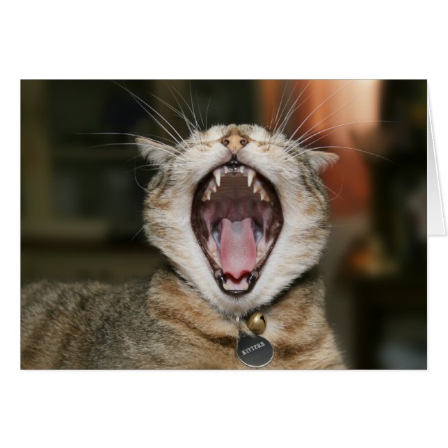 Cartes de chat (Devant Horizontal)