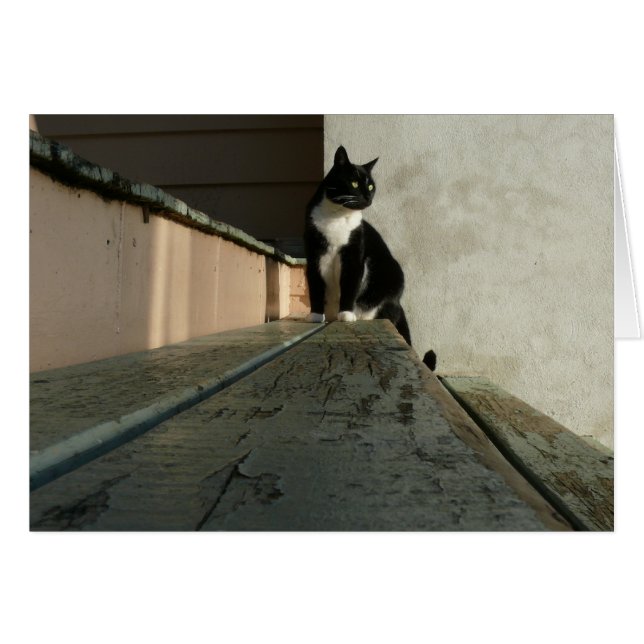 Cartes de chat, Brian en parc d'Albert (Devant horizontal)
