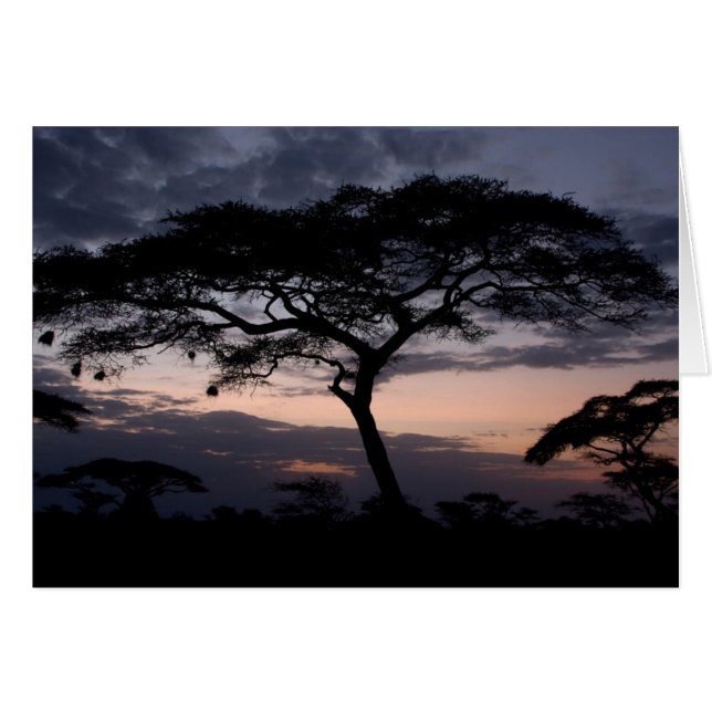 Cartes de coucher de soleil Acacia Trees (Devant Horizontal)